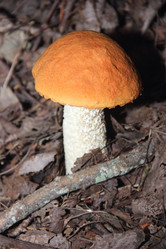 Similar image 21683546