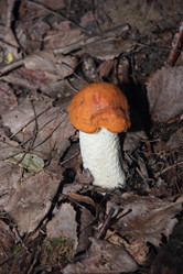 Similar image 21683547