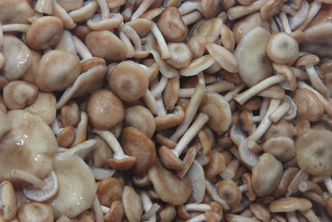 Similar image 21683548