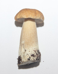 Similar image 21683348