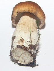 Similar image 21683354