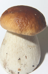 Similar image 21683357