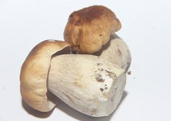 Similar image 21683500