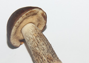 Similar image 21683501