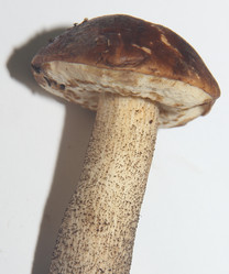 Similar image 21683503