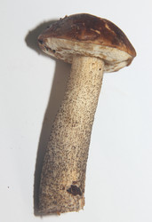 Similar image 21683504