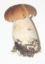 Similar image 21683507