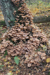 Similar image 21683508