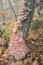 Similar image 21683509