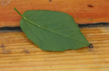 Similar image 21683523