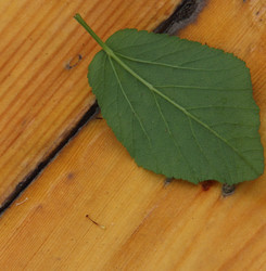 Similar image 21683551