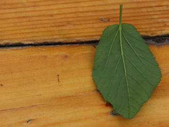 Similar image 21683552