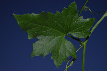 Similar image 21683554