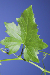 Similar image 21683556