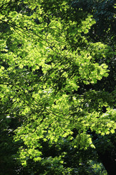 Similar image 21683406