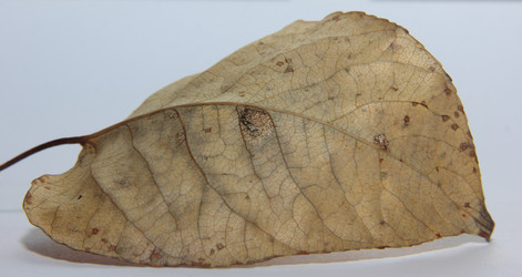 Similar image 21683525