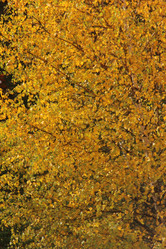 Similar image 21683529