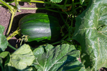 Similar image 21673694