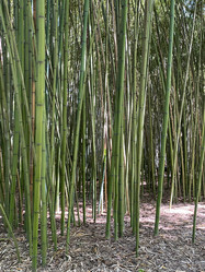 Similar image 21677125