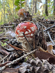 Similar image 21684756