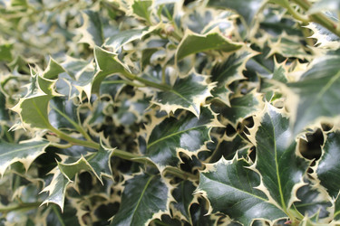 Similar image 21684775