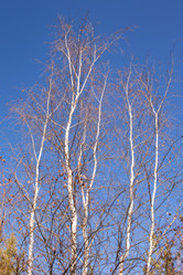 Similar image 21668331