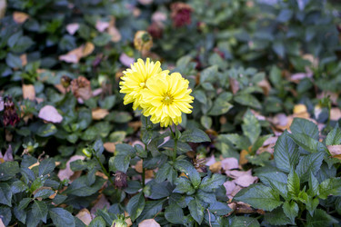 Similar image 21668938