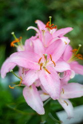 Similar image 21663062