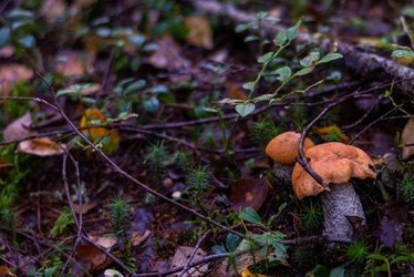 Similar image 21663067