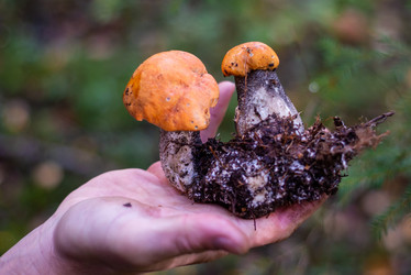 Similar image 21664024