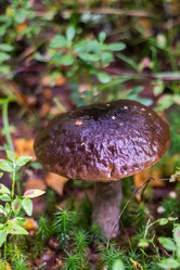 Similar image 21664036