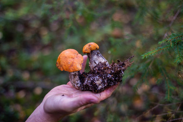 Similar image 21664039