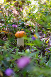 Similar image 21663102