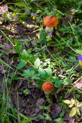 Similar image 21663106