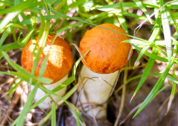 Similar image 21663130