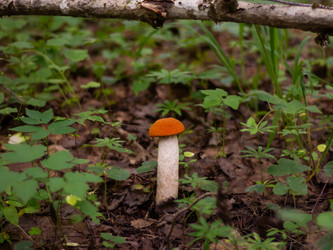 Similar image 21663131