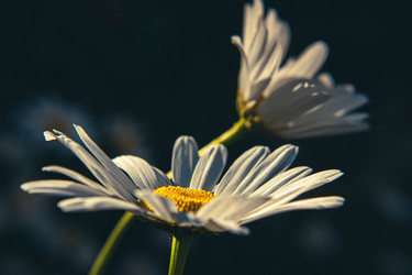 Similar image 21671581