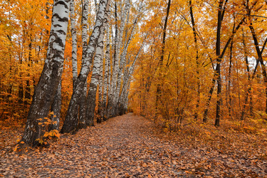 Similar image 21665505