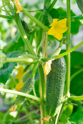 Similar image 21673716