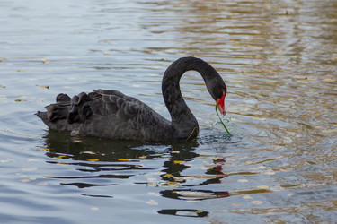 Similar image 21668419