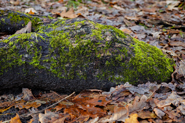 Similar image 21668586