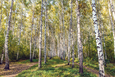 Similar image 21671589