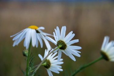 Similar image 21671457