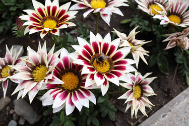 Similar image 21671505