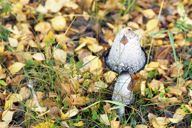 Similar image 21671558