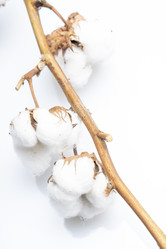 Similar image 21674528