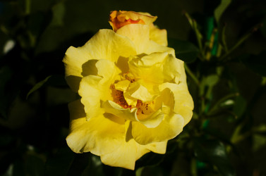 Similar image 21673266