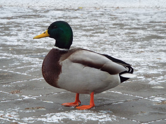 Similar image 21672670