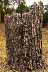 Similar image 21673530