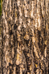 Similar image 21673532